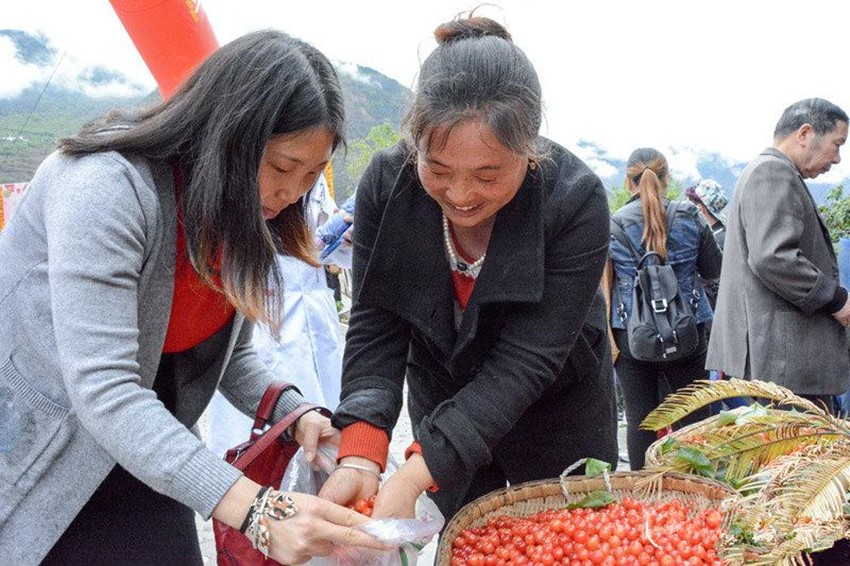 櫻桃紅了，老百姓笑了