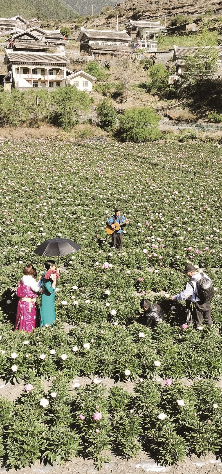 基地里芍藥.jpg 基地里芍藥.jpg