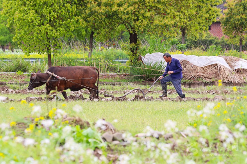 清明將至，各地農(nóng)事忙