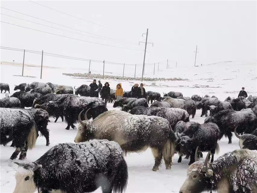地處“云端之上”生命禁區(qū)“的農(nóng)行石渠支行80后青年益西多吉說”今年疫情流行，大伙冒雪下鄉(xiāng)送金融服務(wù)，新年首日就為農(nóng)戶發(fā)放了3000多萬元，點亮百姓牦牛致富夢，疫情終將過去，筑夢春天，我們協(xié)力點燃牧民發(fā)展信心“.jpg