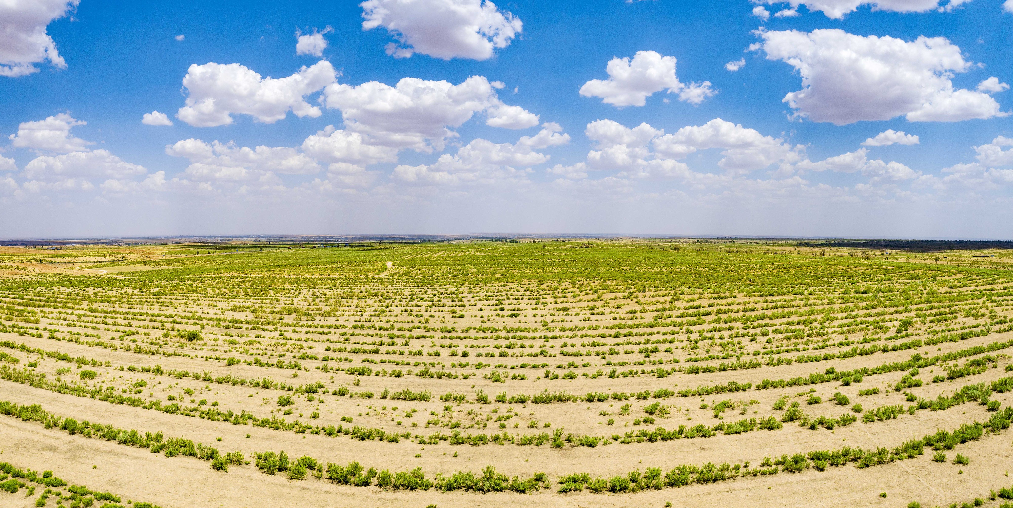 2023年6月7日，內(nèi)蒙古鄂爾多斯，毛烏素沙漠。